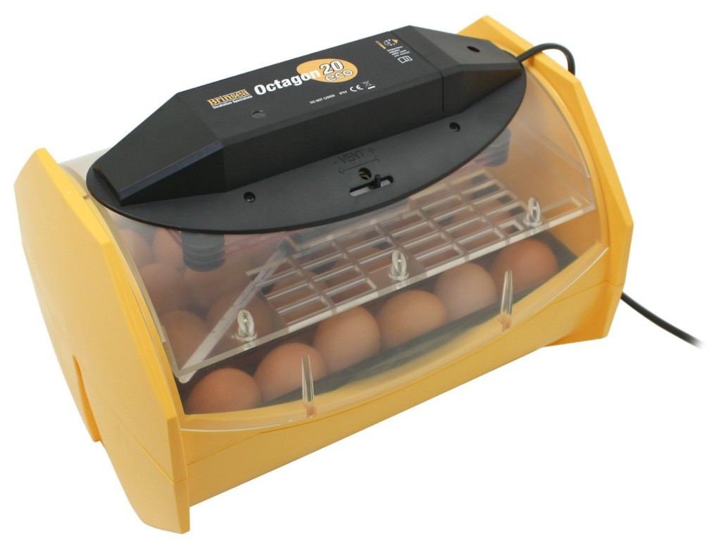 eggs incubator