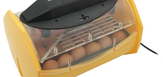 eggs incubator